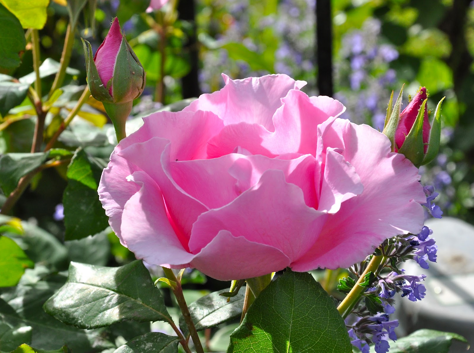 Off with their heads! (When and how to prune roses.) The Dirt Diaries