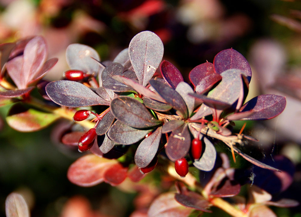 Catalogue Des Journees De Courson 2012 By Domaine De Courson Issuu