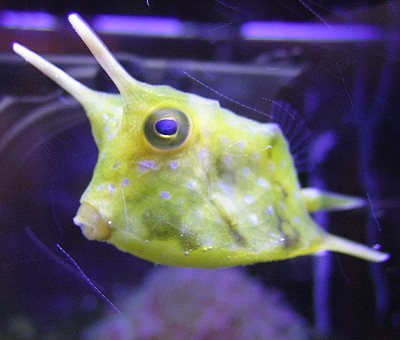 Fish Wallpapers: Longhorn Cowfish Photos