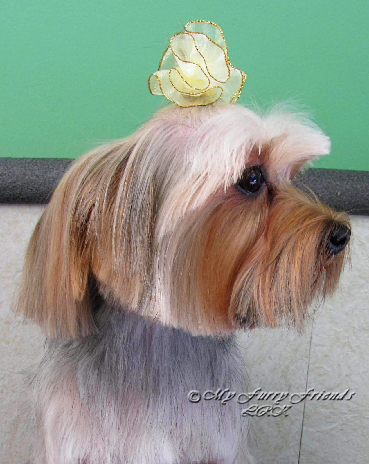 Why Is My Yorkies Hair So Thin