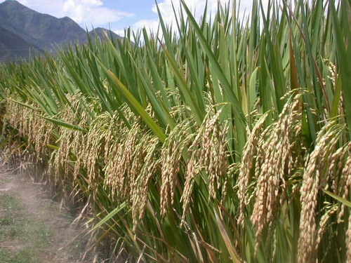 Umum Budidaya Padi Varietas Sama Dengan Sawah Umum Budidaya Padi Varietas Sama Dengan Sawah