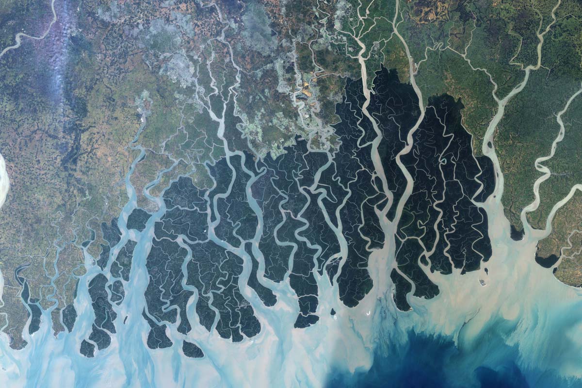 Eazyprep - Daily Current Affairs #Environment Royal Bengal Tigers in  Sundarbans leaps to 96 Number of Royal Bengal Tigers in the Sundarbans has  increased to 96 according to the census conducted for