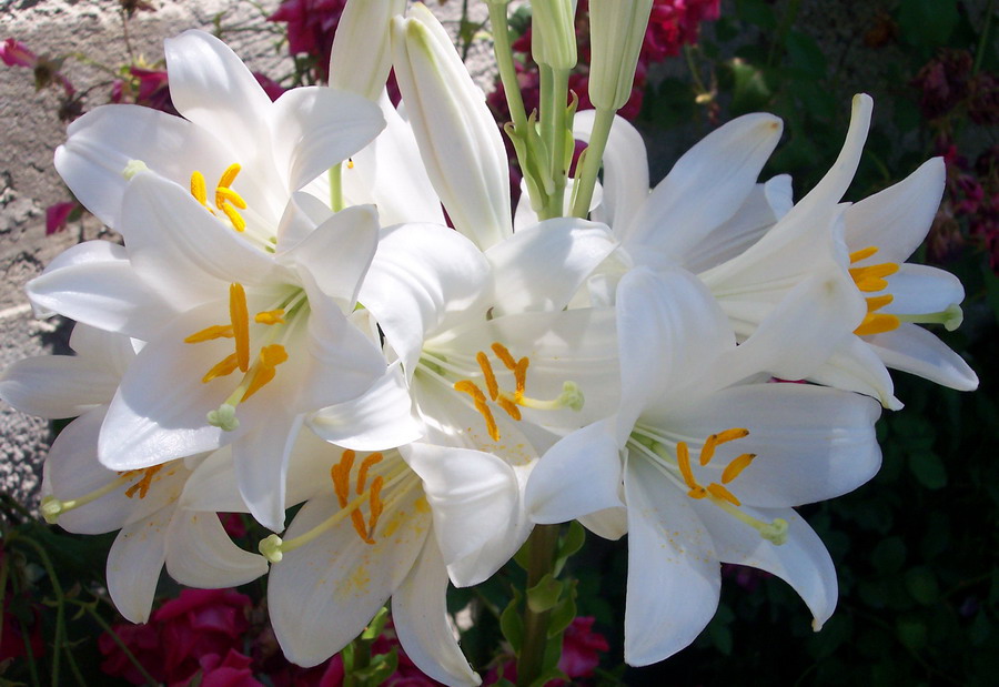 FLORES Y SUS NOMBRES flores y sus nombres: