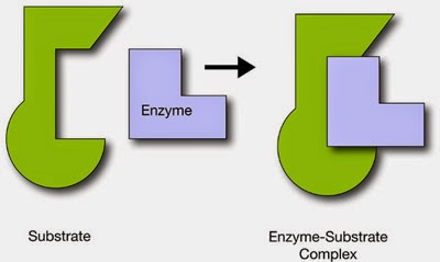 lactase enzyme substrate