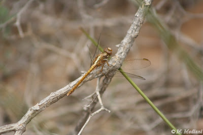 Orthetrum 