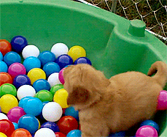 gif-puppy-playing-in-ball-pool-001.gif
