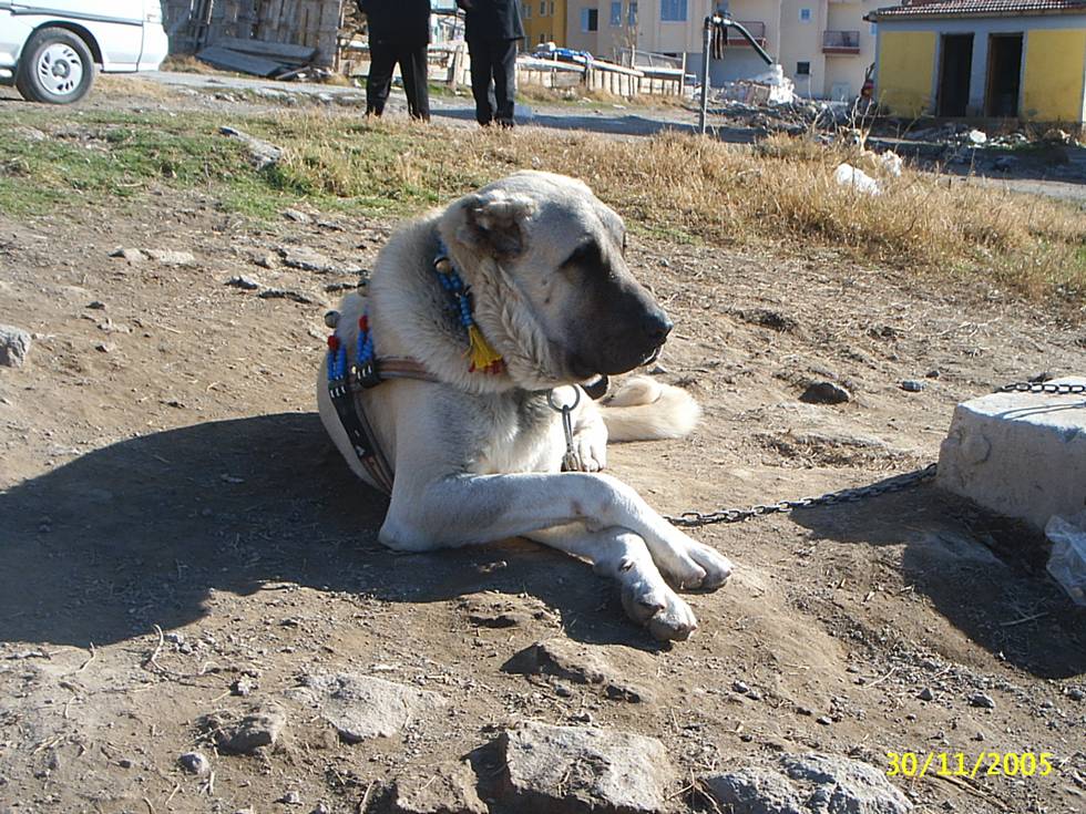 köpek derisinde kabuklanma