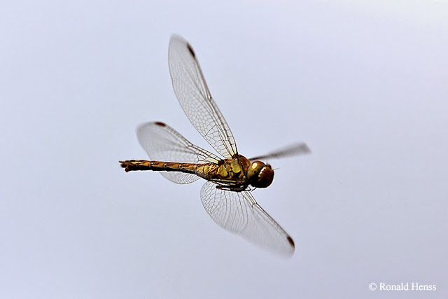 Tierfotos - Insekten - Libellen - Große Heidelibelle im Flug