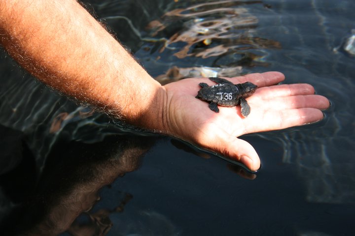 LAS 7 ESPECIES DE TORTUGAS las 7 especies de tortugas: