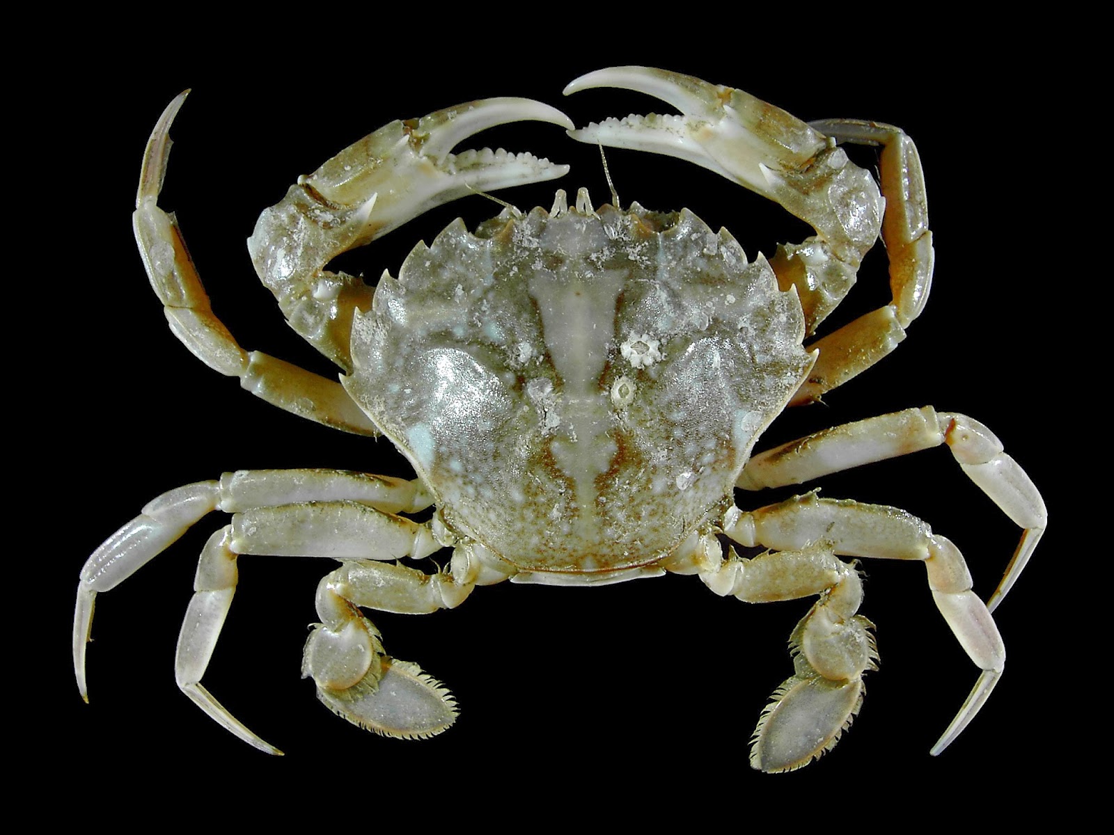 tree of Crabs recalibrated The Archaeology News Network