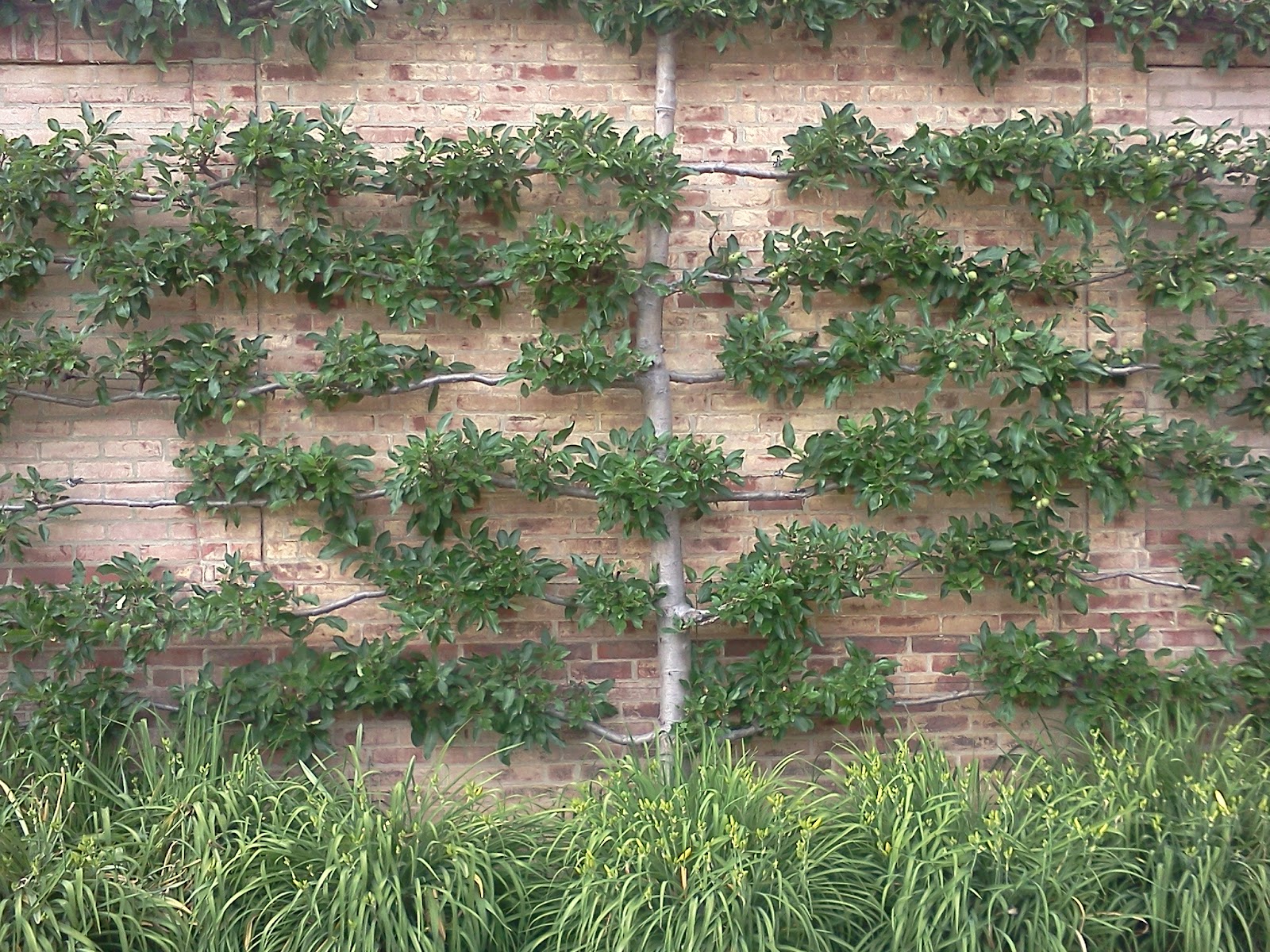 stepford sisters espalier trees stepford sisters espalier trees