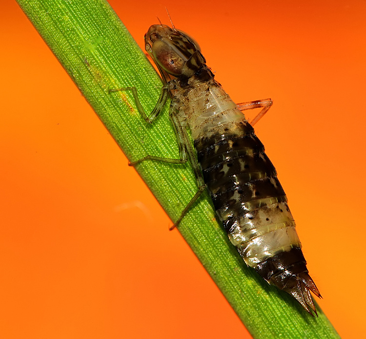 Kent Dragonflies 'Striped' Emperor Dragonfly Nymph