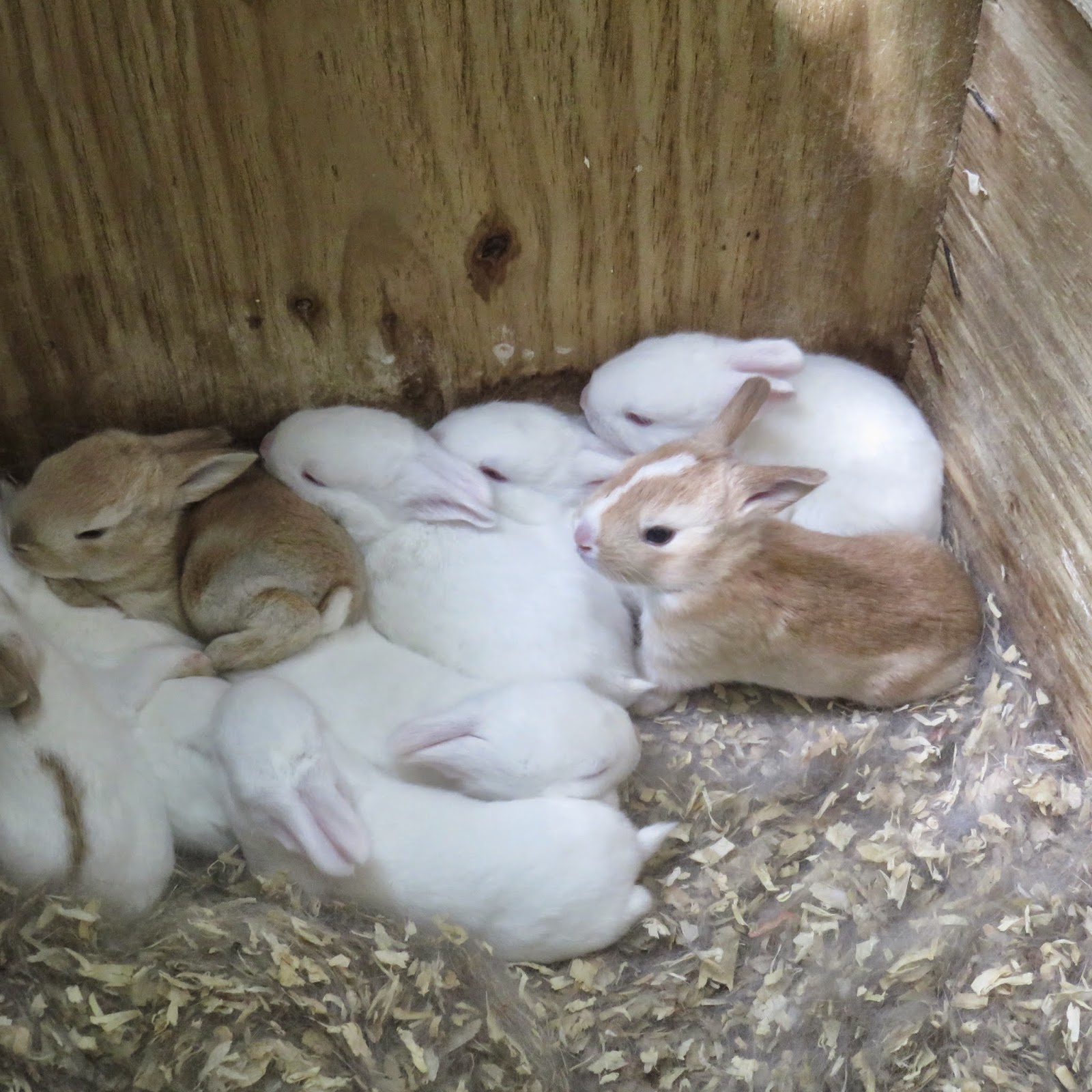 PrunePicker Bunny Report. 2 weeks old.