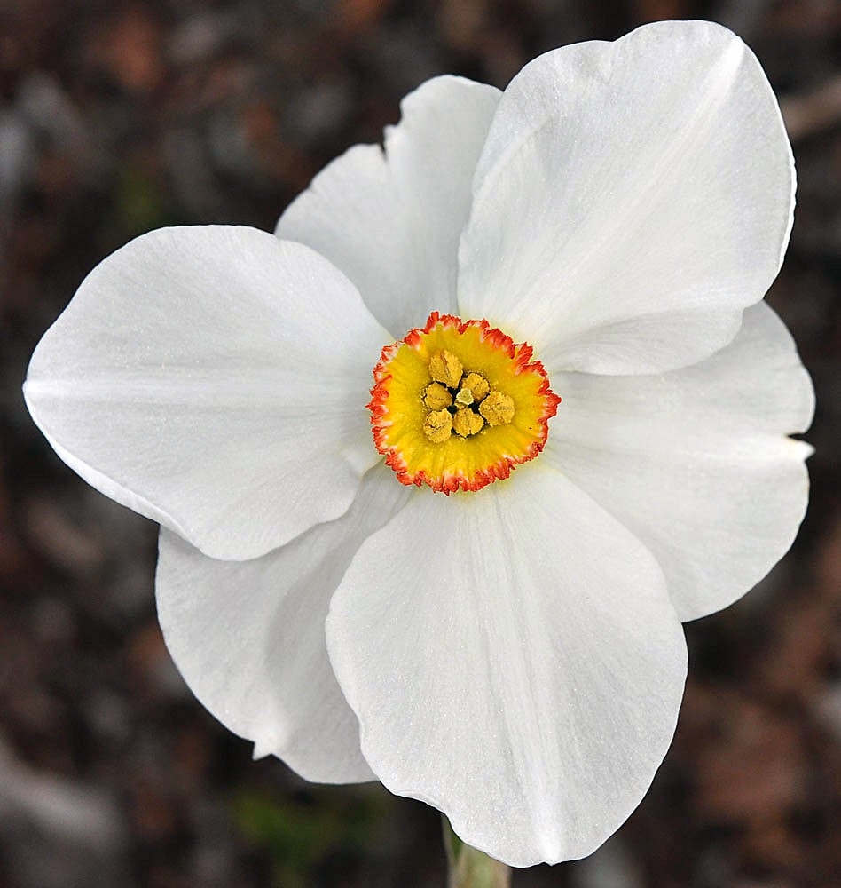 Фиалка Нарцисс Фото И Описание Telegraph