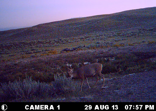 trail+cam+mulie+buck+crop.jpg