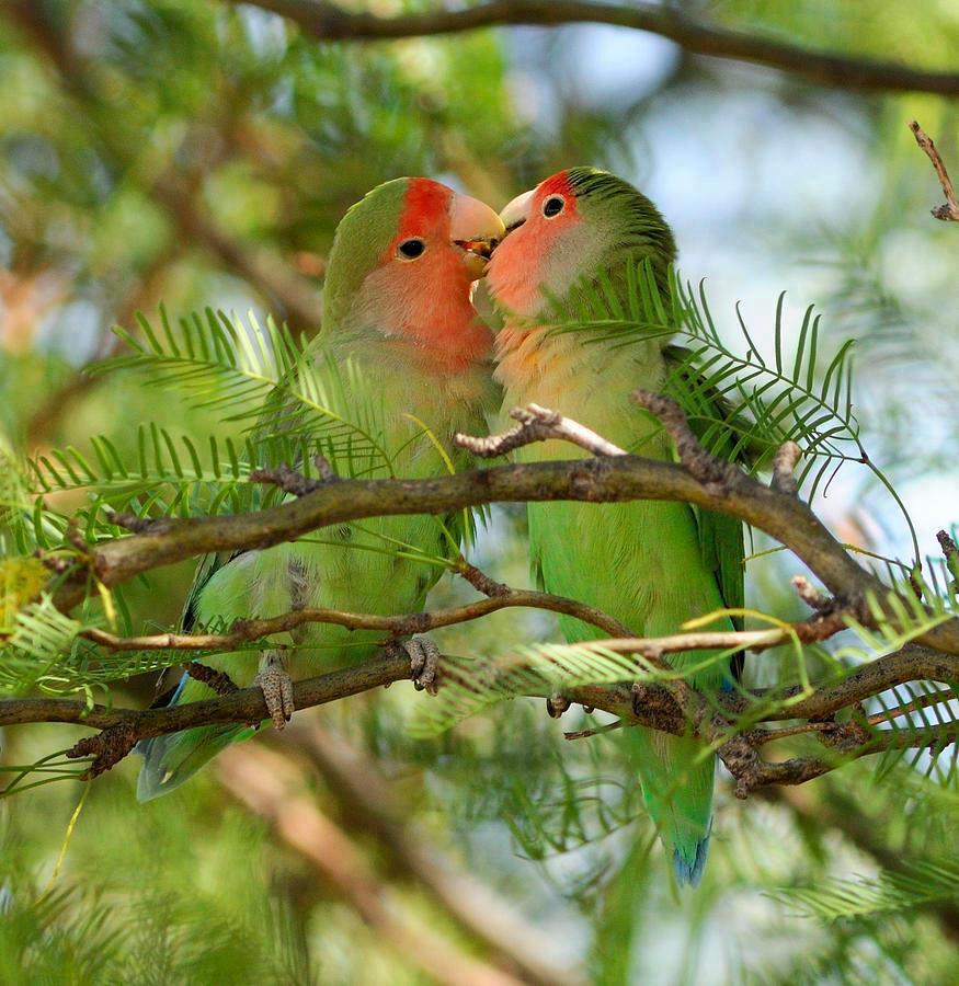 http://2.bp.blogspot.com/-lHbUgcFMkaQ/ULNtOb2ZWyI/AAAAAAAAZX4/Wfry55_Fo1o/s1600/kiss.jpg