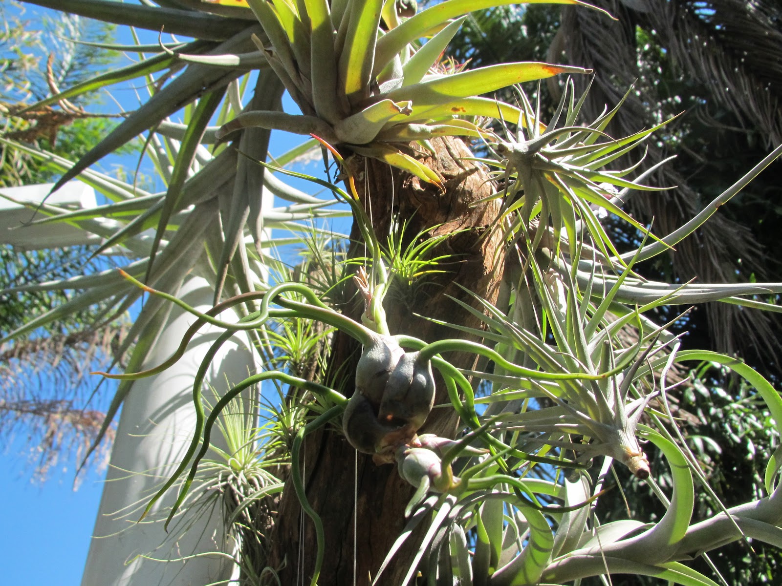 Tropical Farms Nursery Air plants