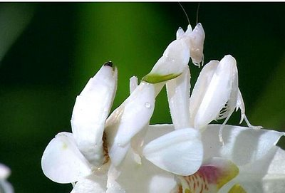 info junction blog orchid mantis asian bushes