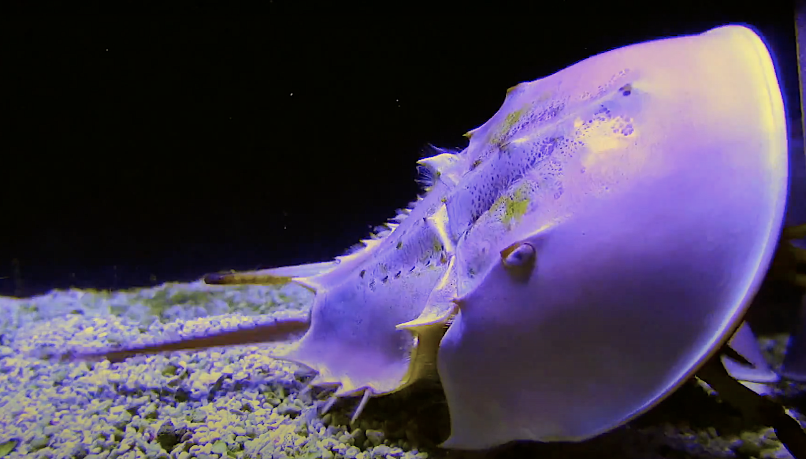Aquarium Movies Japan Archive 生きている魚図鑑 アメリカカブトガニ Atlantic Horseshoe Crab Limulus Polyphemus