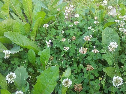 Шмель на клевере. Большая Серпуховская, 27.