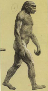 Osi Shapira Khofifah: Meganthropus paleojavanicus