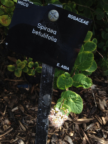 Home Garden Design Spirea Pruning Coppicing In 1 2 3 And