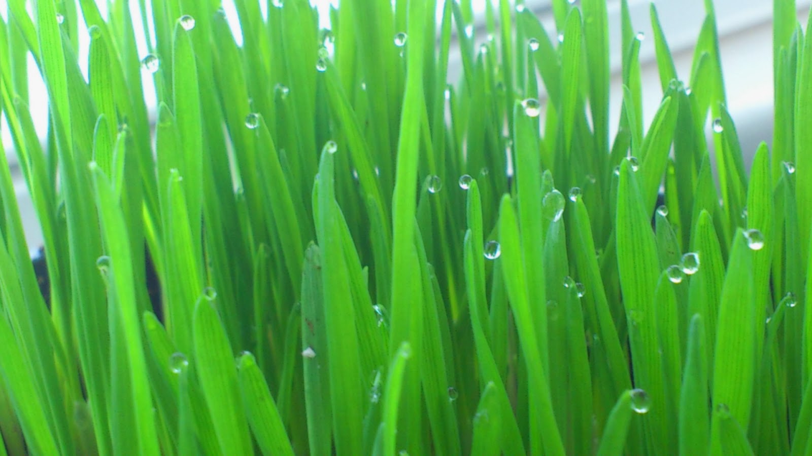 Interesting Green Flaxseed may lower high blood pressure