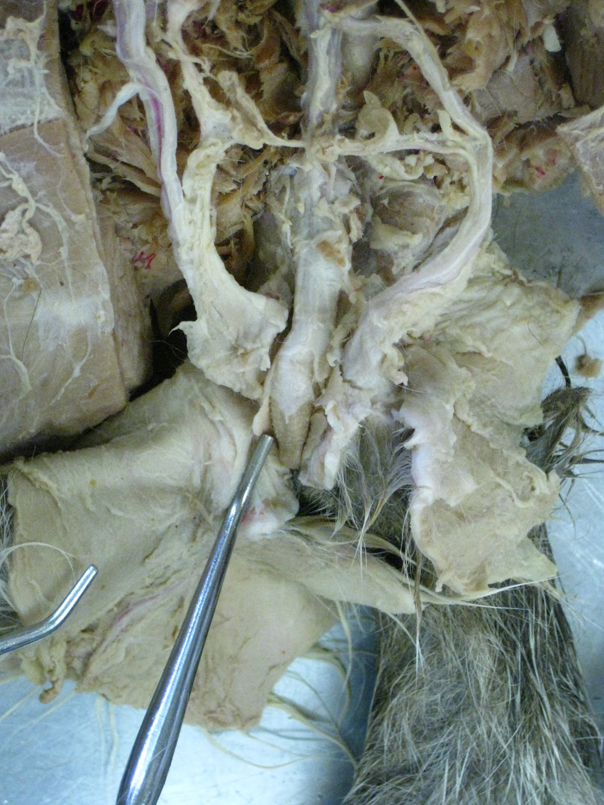 Kitty Tubes - Digestive System, Reproductive System, and Urinary System