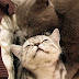 Happy British Shorthair Cat