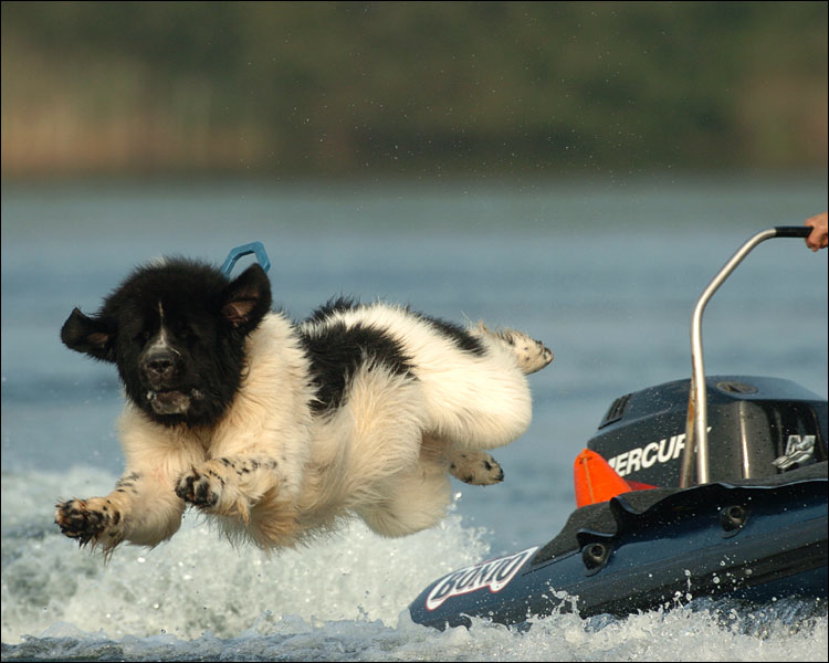 Meet The Karazans Meet Whizz Newfie Extraodinaire