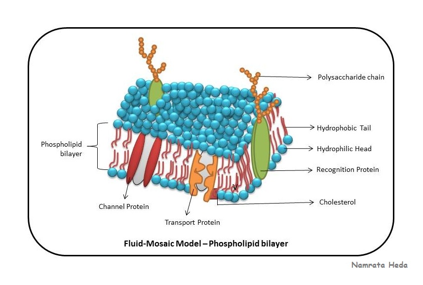 fluid mosaic model of cell membrane