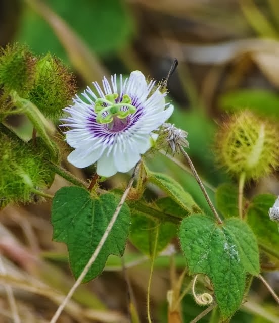 Passion Flower, Passiflora