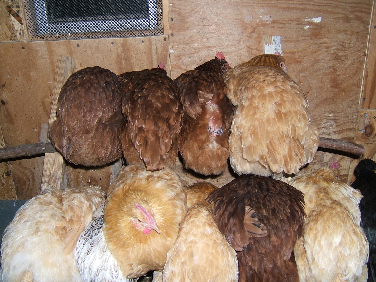 Roosting Solutions Community Chickens