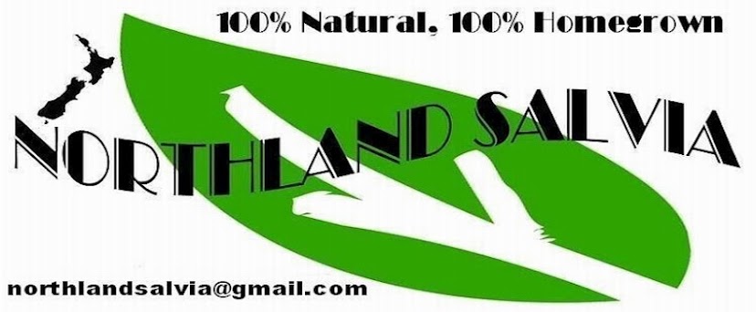 Buy Online Salvia divinorum NorthlandSalvia NewZealand N.Z,