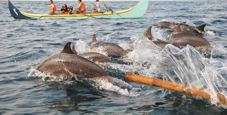 lumba-lumba teluk kiluan lampung