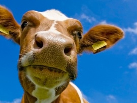 Funny fat cows wallpaper widescreen |Funny Animal