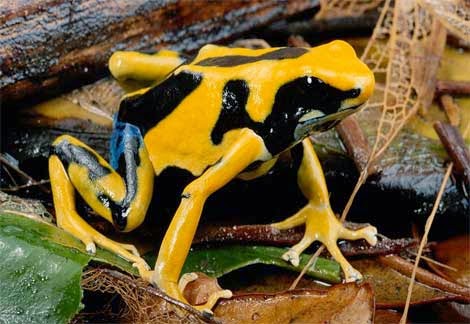 10 Hewan Unik Yang Ada Di Hutan Amazon Indo Top Unik Aneh