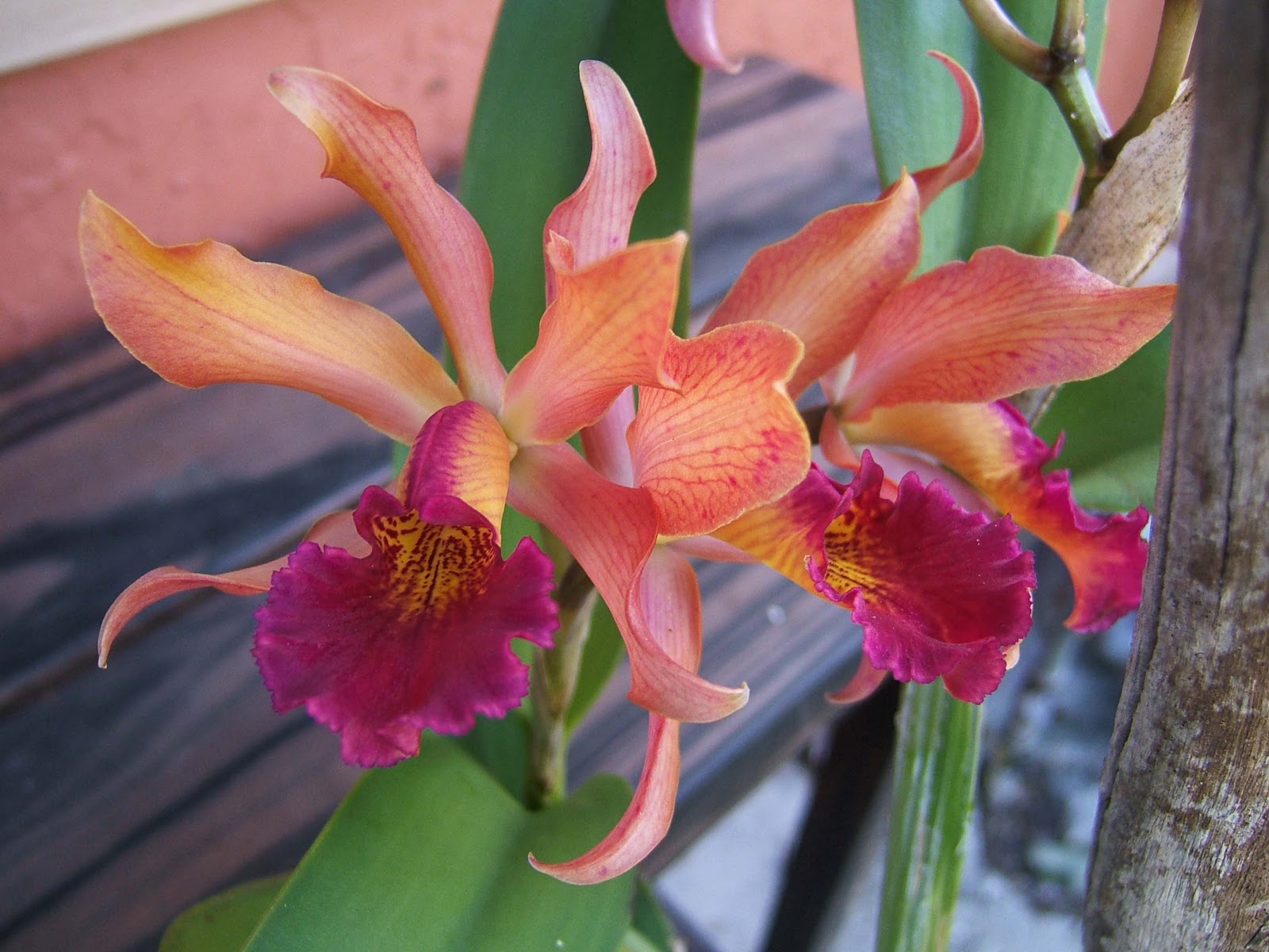 Gardening South Florida Style Plantio La Orquidea & my infamous lc