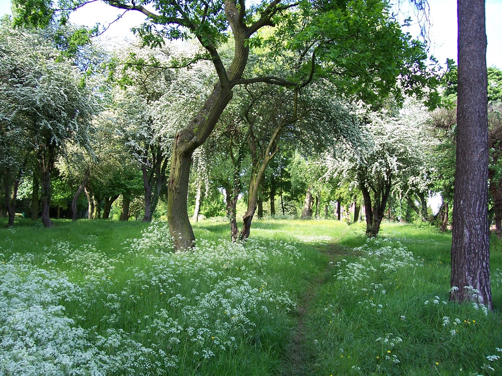 Coventry Trees Coventry Trees