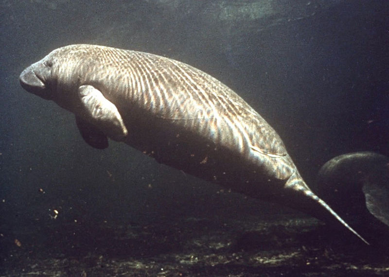 West Indian Manatee