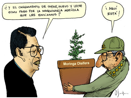 moringa.jpg (500&times;375)