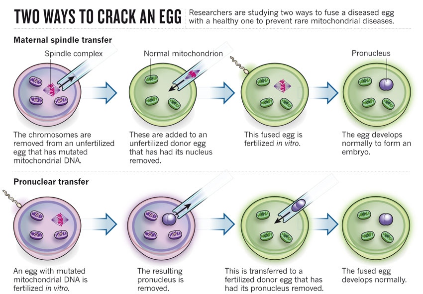 Mitochondrial DNA and "Three Way IVF" The MedSchool Project