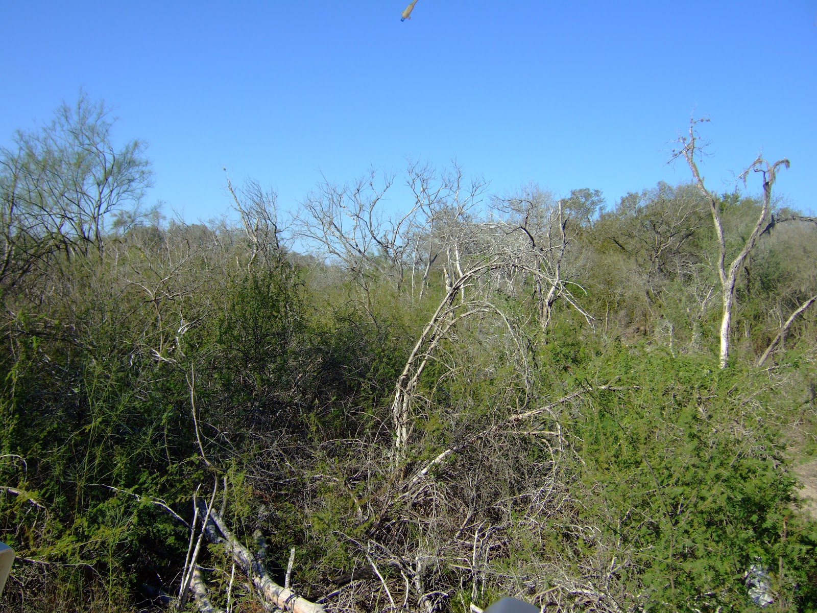 Brenda's Adventures: Santa Ana National Wildlife Refuge