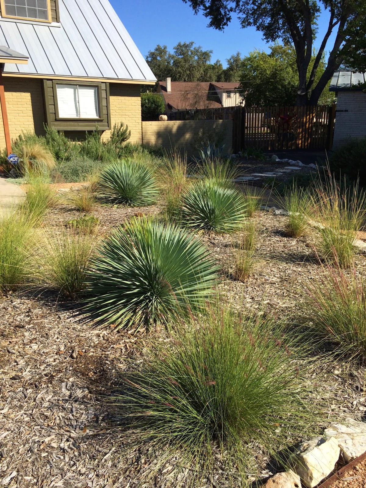 Sharing Nature's Garden Another beautiful San Antonio garden to share...