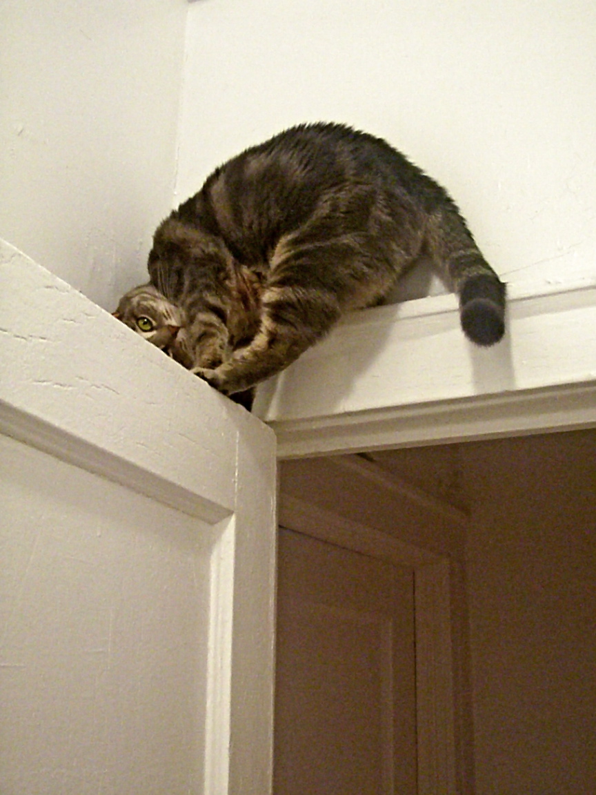 Two Cats and a Cradle Stealing Breath