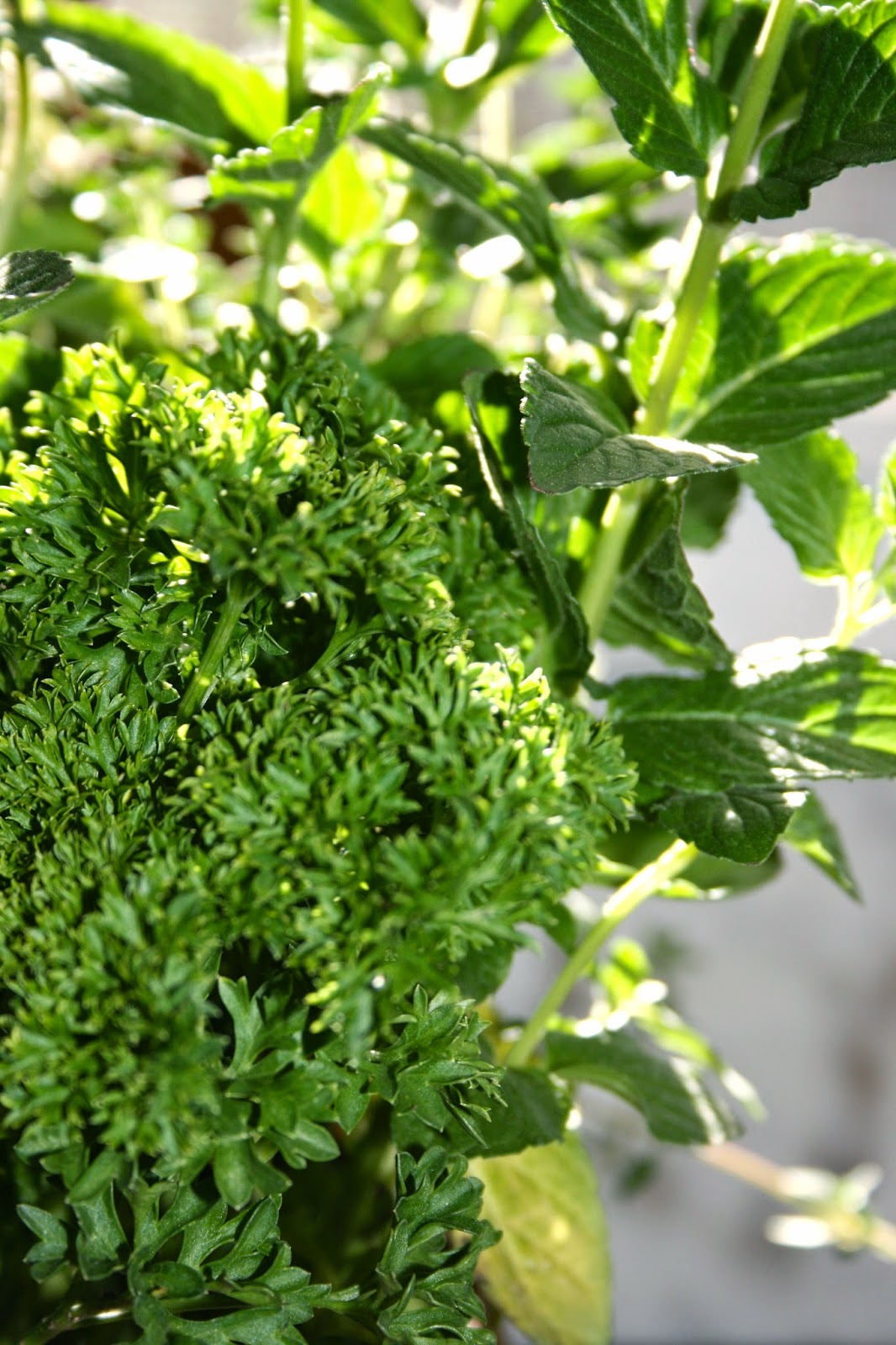 The Polished Pebble: French Cocotte Herb Garden