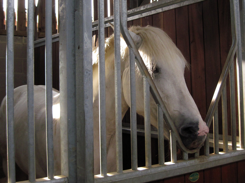 Horse Care Stabling and Vices