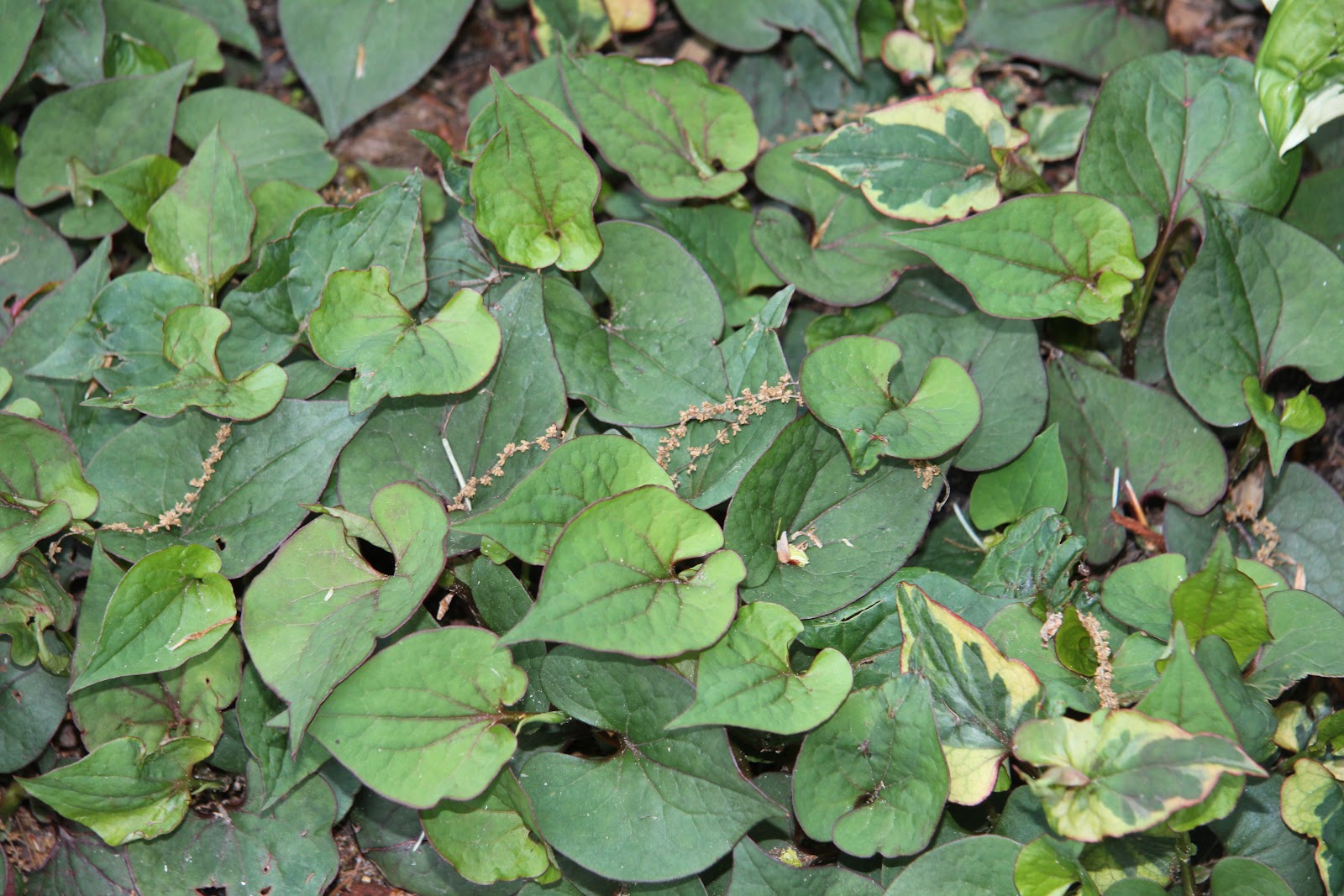 Gardening and Gardens Beware of this "Chameleon" plant