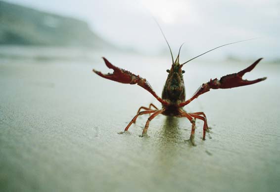 Crayfish | Life of Sea