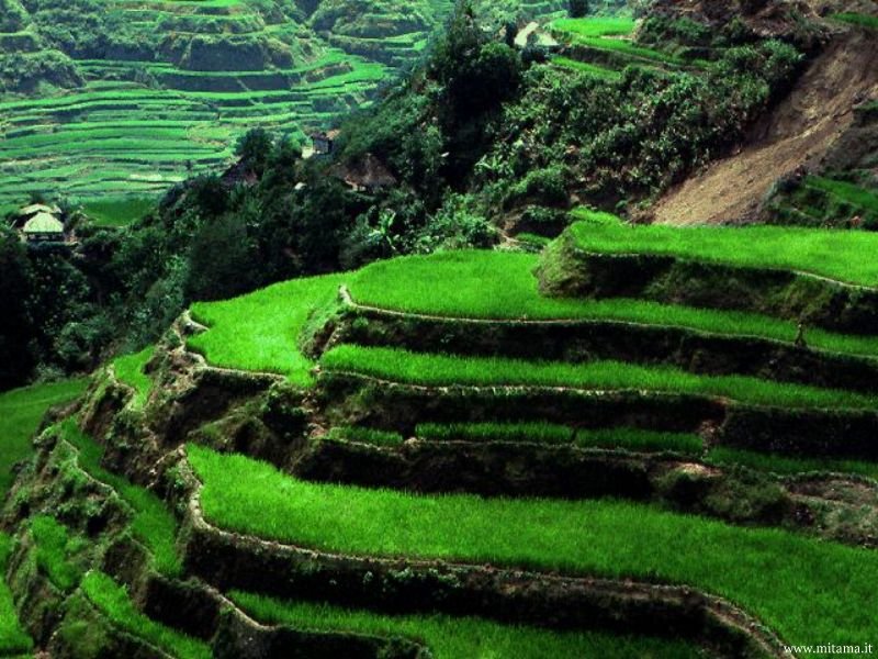 Gambar Pemandangan Sawah Xtra Two Gambar Pemandangan Sawah Xtra Two